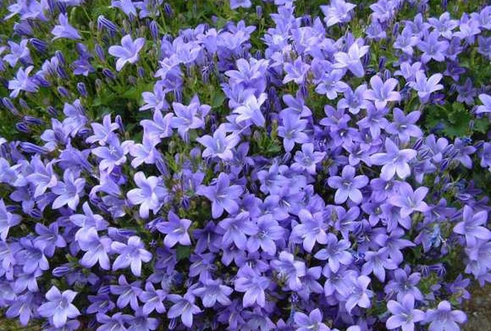 Psicología del color morado vinca