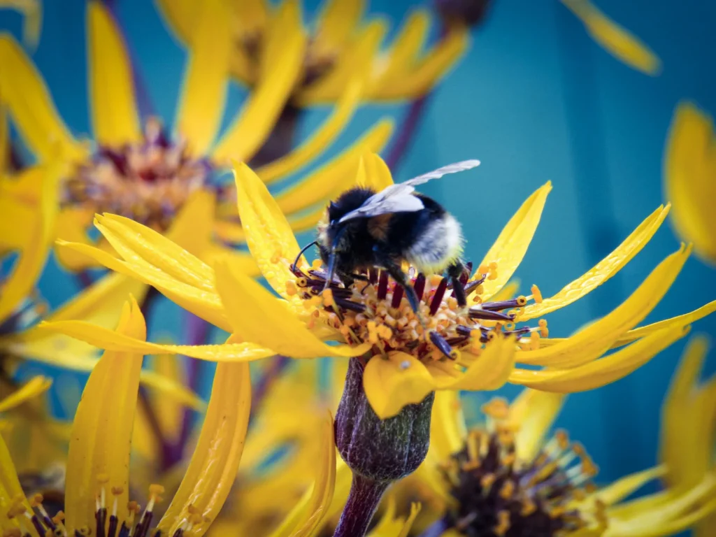 El significado de los colores en la espiritualidad amarillo 