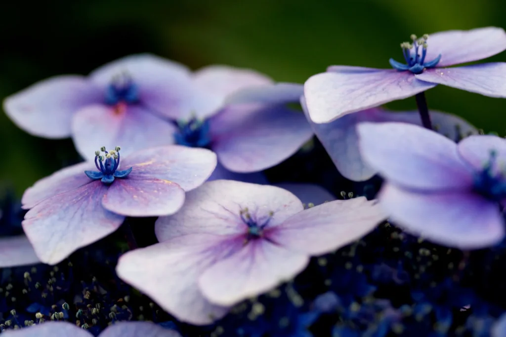 El significado de los colores en la espiritualidad violeta 